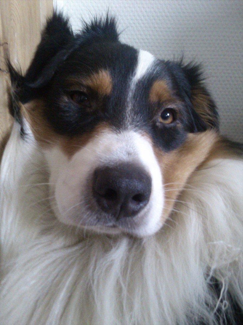 Australian shepherd Cash (Cassie) billede 11