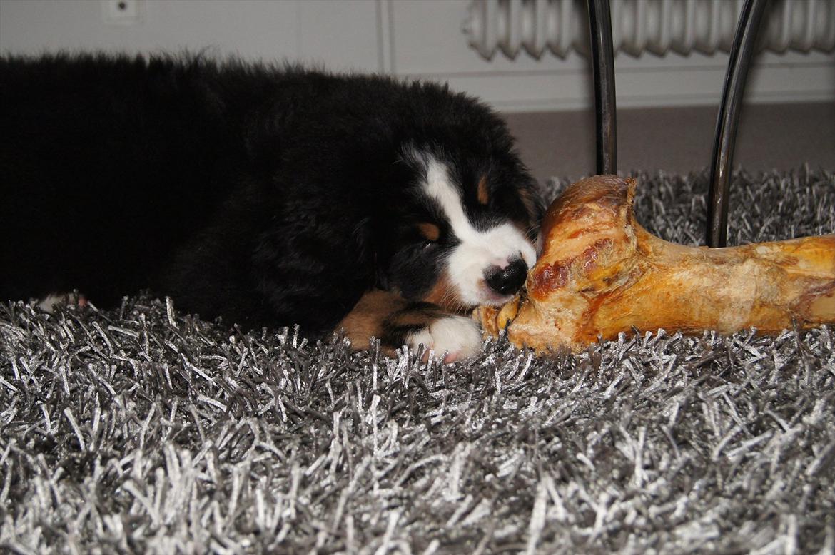 Berner sennenhund Rocky Queen Elsa *Cody* - Dejligt med et kød ben :0) billede 17