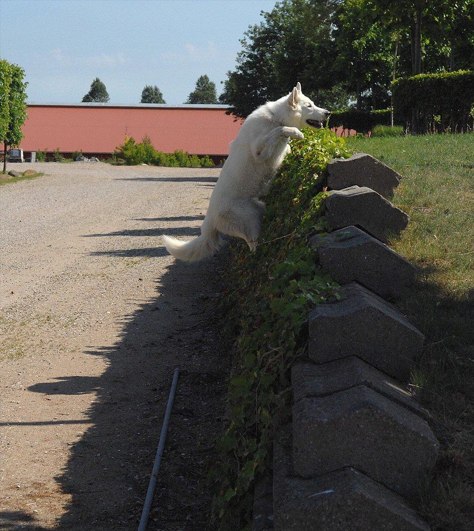 Hvid schæfer Iakin-Boaz billede 19