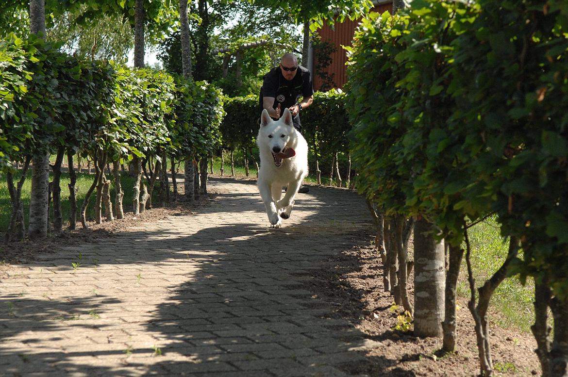 Hvid schæfer Iakin-Boaz billede 20