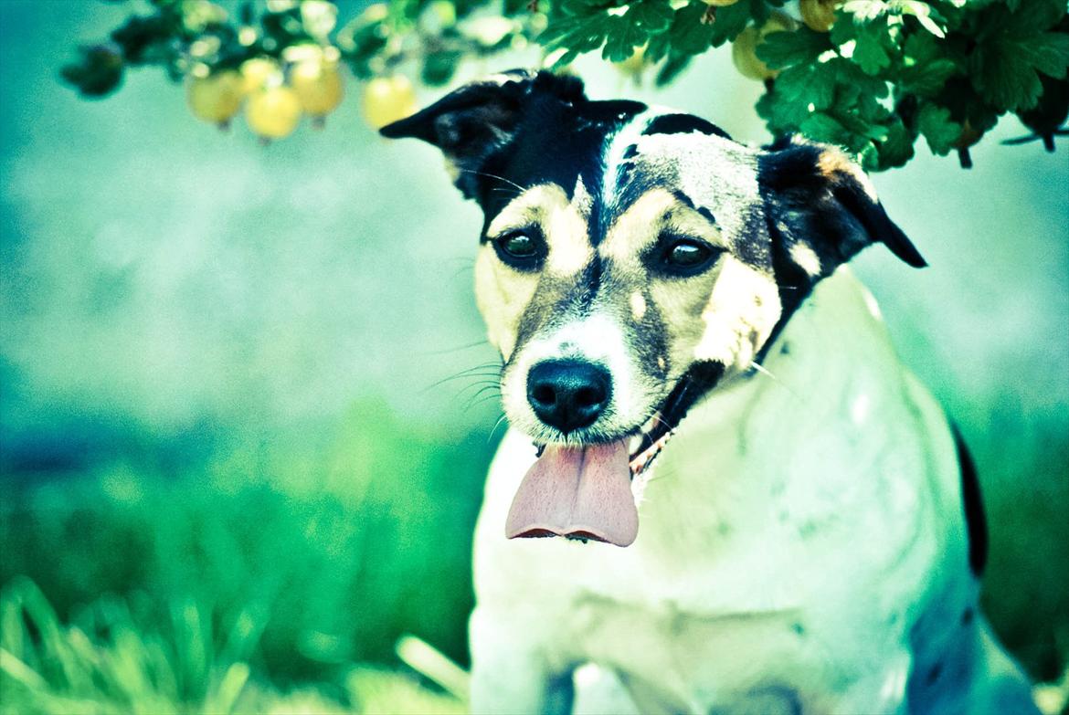 Jack russell terrier BELLA billede 13