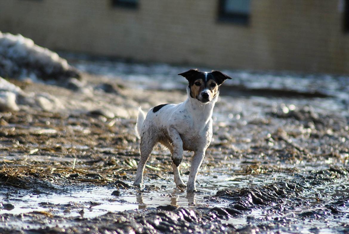 Jack russell terrier BELLA billede 14