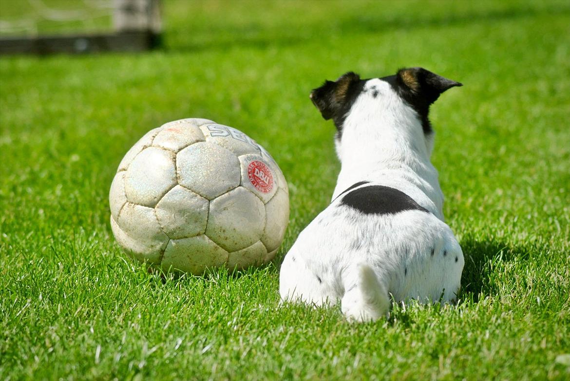 Jack russell terrier BELLA billede 15