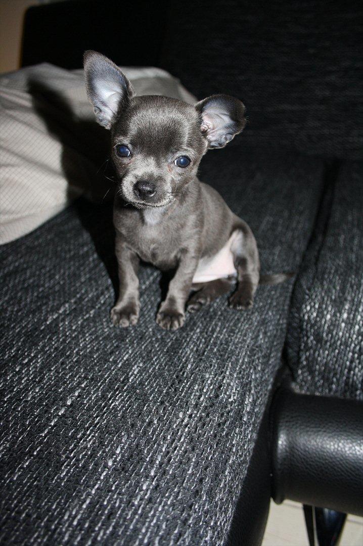 Chihuahua Paya billede 1