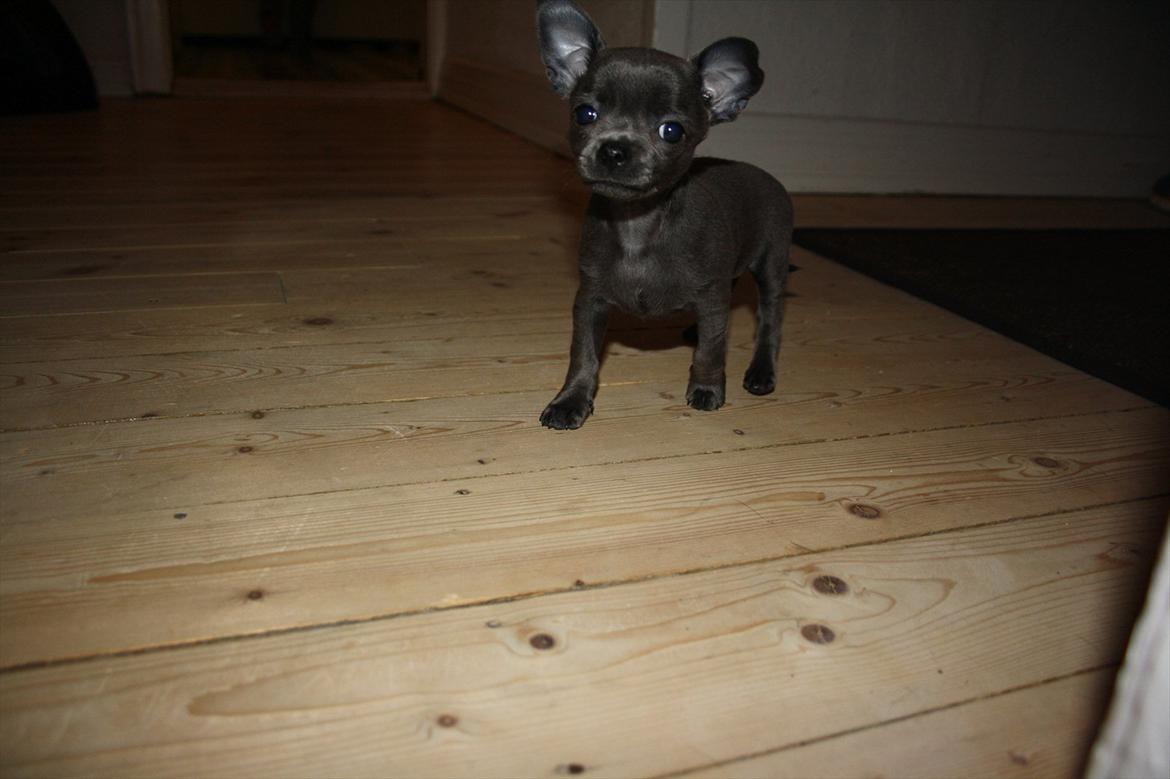 Chihuahua Paya billede 2