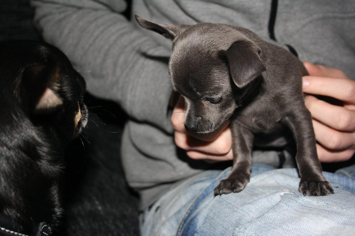 Chihuahua Paya billede 3