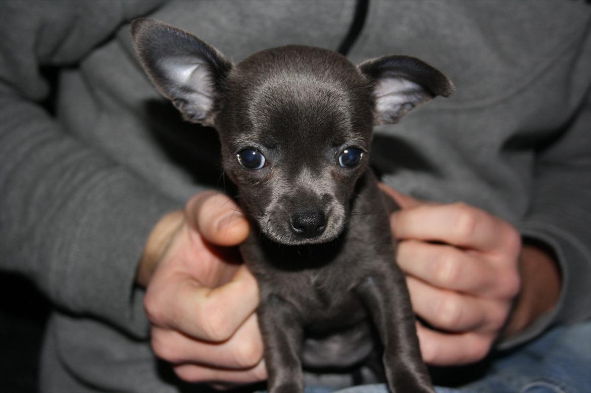 Chihuahua Paya billede 4