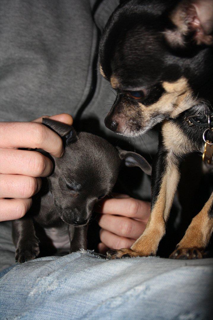 Chihuahua Paya billede 5