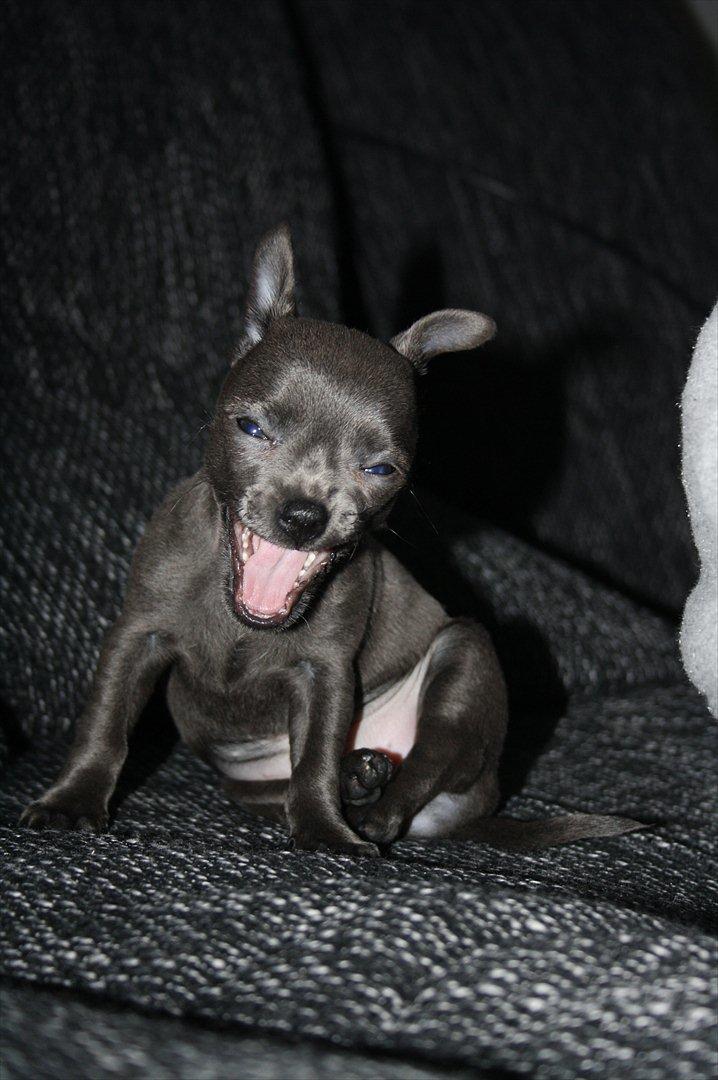 Chihuahua Paya billede 6