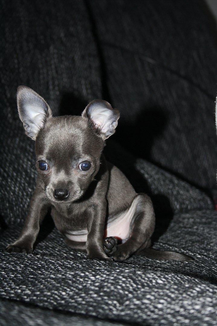 Chihuahua Paya billede 7