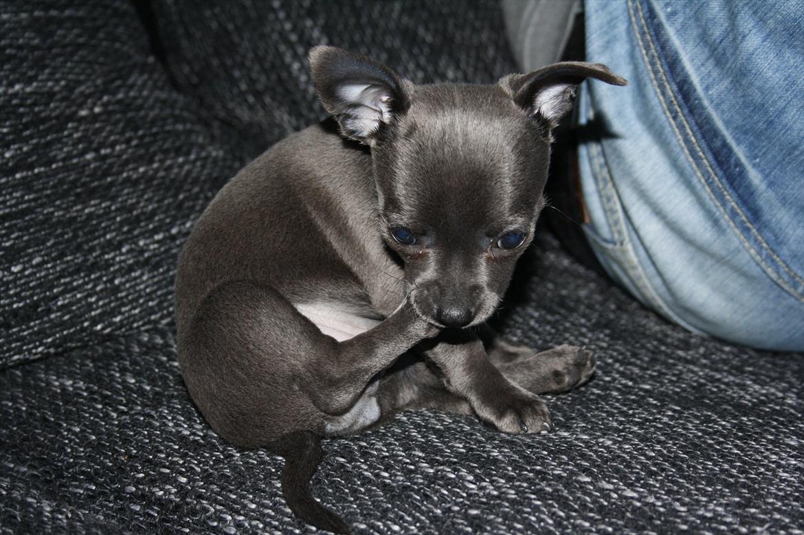 Chihuahua Paya billede 8