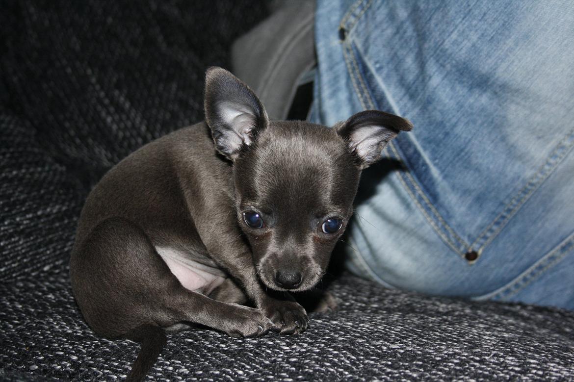 Chihuahua Paya billede 9