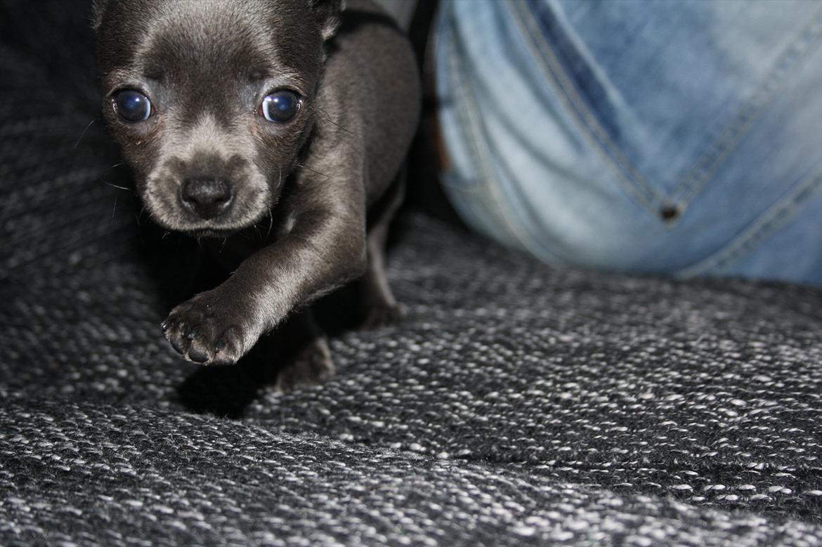 Chihuahua Paya billede 10