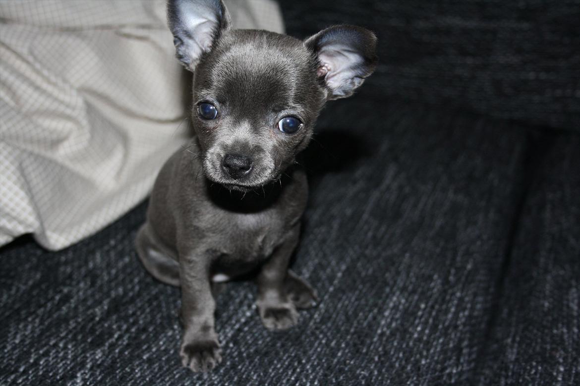 Chihuahua Paya billede 11