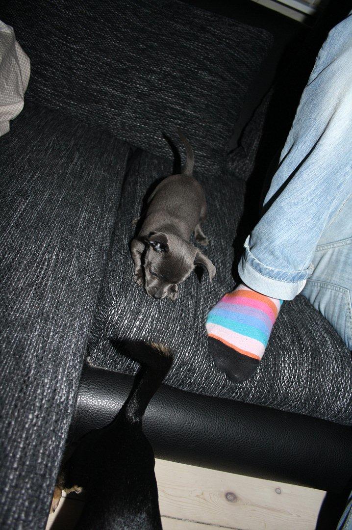 Chihuahua Paya billede 12