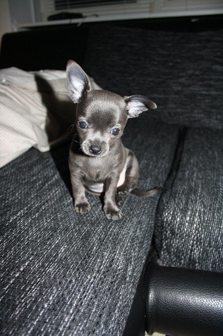 Chihuahua Paya billede 14