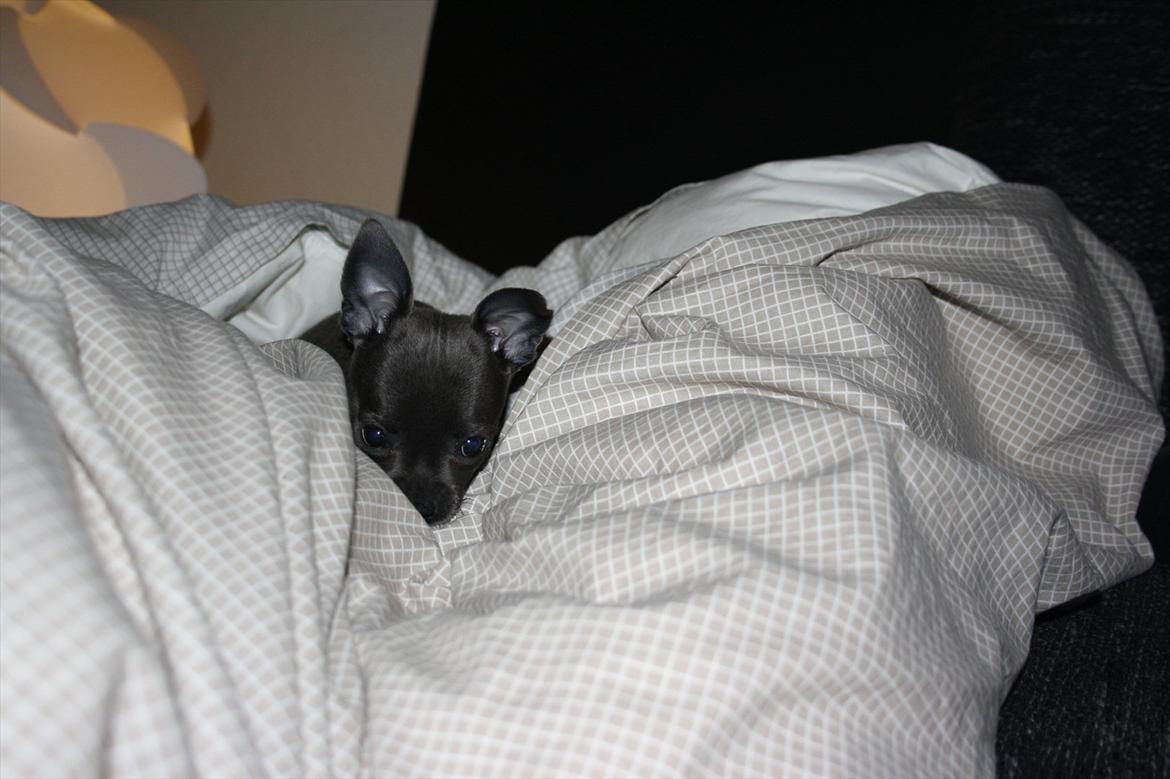 Chihuahua Paya billede 15