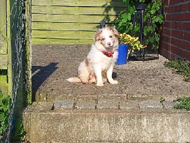 Border collie Flow - Flow ca 8 uger.. lige da jeg hade fået hende hjem.. billede 1