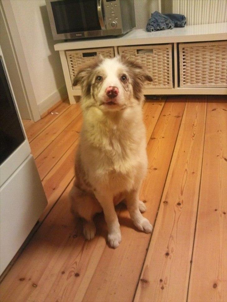 Border collie Flow billede 2