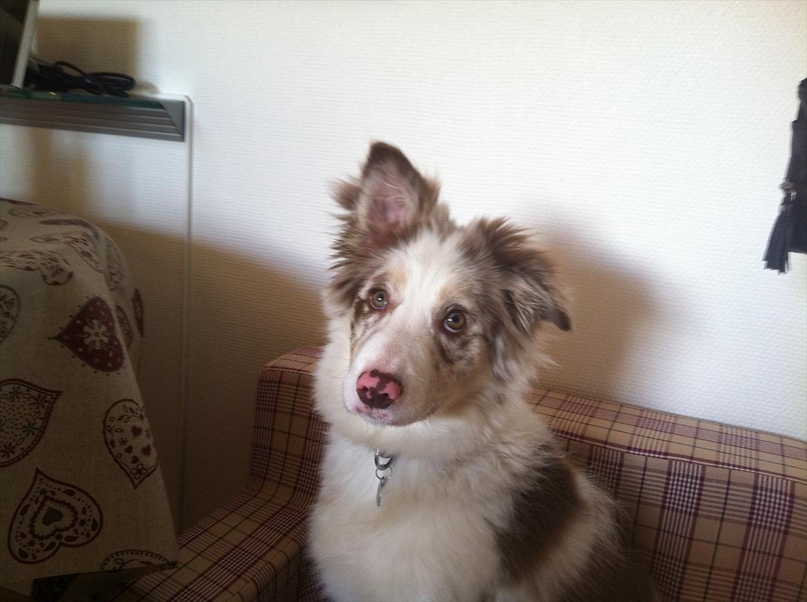 Border collie Flow billede 3