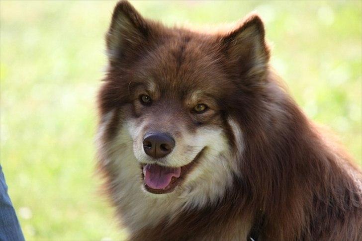 Finsk lapphund Aulis (Sofus)Dansk og Svensk Eksteriør Champion. A billede 1