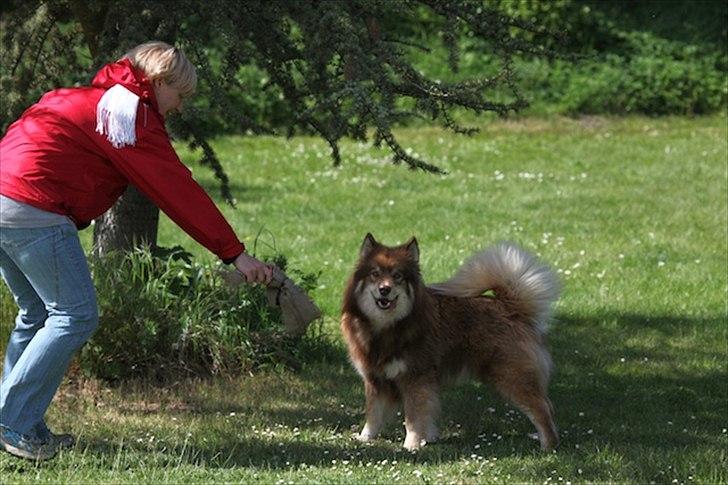 Finsk lapphund Aulis (Sofus)Dansk og Svensk Eksteriør Champion. A billede 9