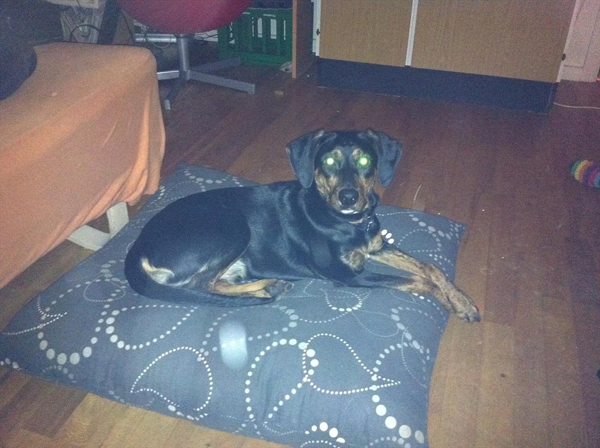 Blanding af racer Max <3 billede 14