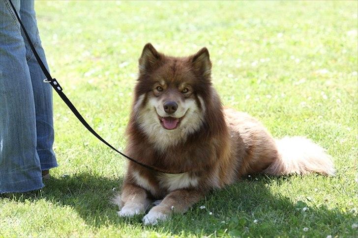 Finsk lapphund Aulis (Sofus)Dansk og Svensk Eksteriør Champion. A billede 10