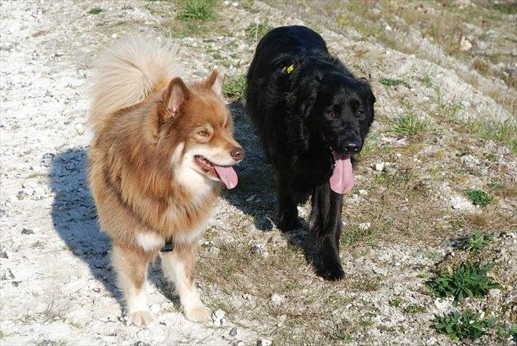 Finsk lapphund Aulis (Sofus)Dansk og Svensk Eksteriør Champion. A billede 11