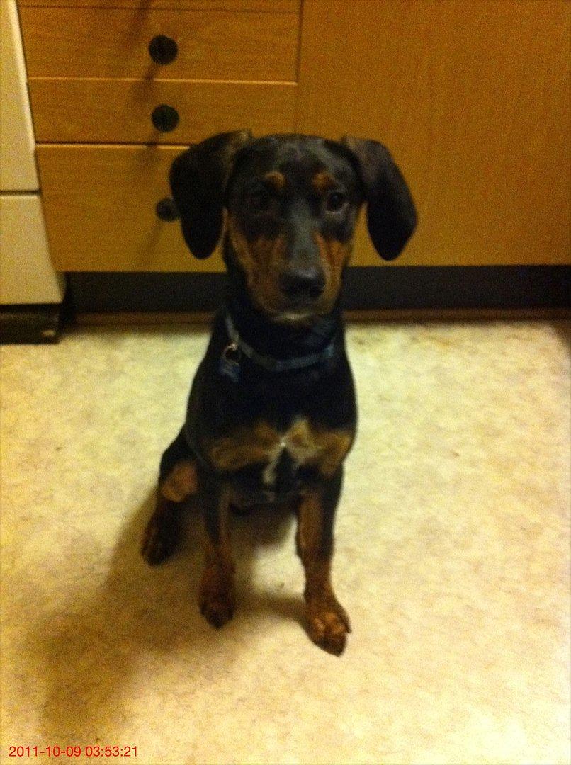 Blanding af racer Max <3 billede 16