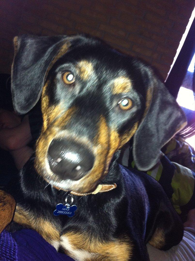 Blanding af racer Max <3 billede 17