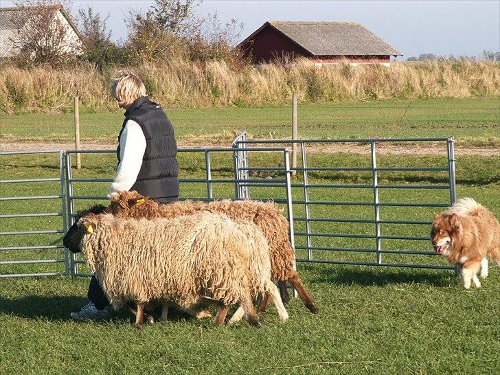 Finsk lapphund Aulis (Sofus)Dansk og Svensk Eksteriør Champion. A billede 12