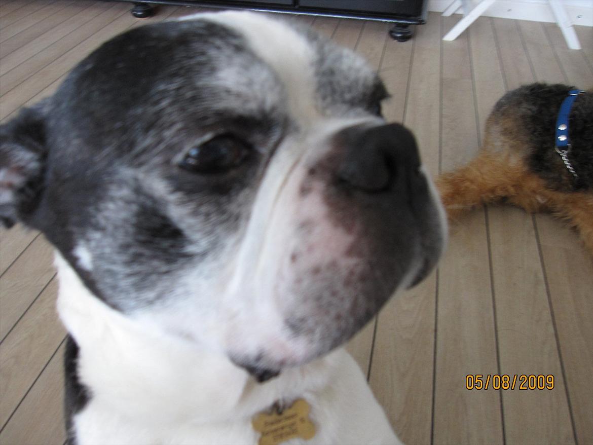 Boston terrier Yankee`s  je  Taime ( Simba ) - Simba,min øjesten <3 billede 20