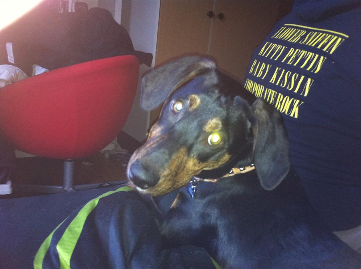 Blanding af racer Max <3 billede 18