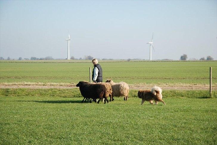 Finsk lapphund Aulis (Sofus)Dansk og Svensk Eksteriør Champion. A billede 13