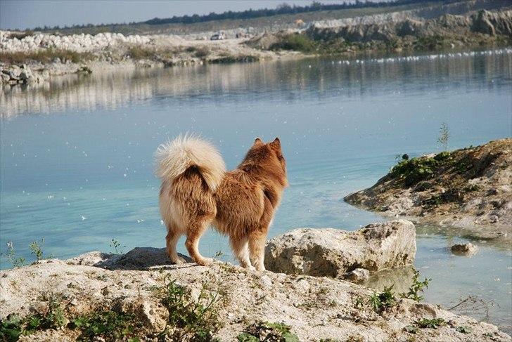 Finsk lapphund Aulis (Sofus)Dansk og Svensk Eksteriør Champion. A billede 14