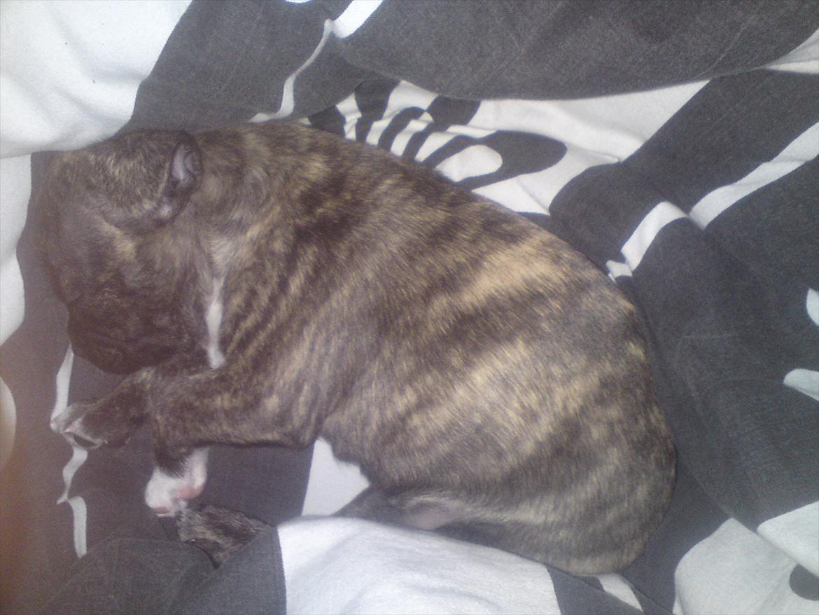 Blanding af racer Gertrud - gertrud som lille billede 8