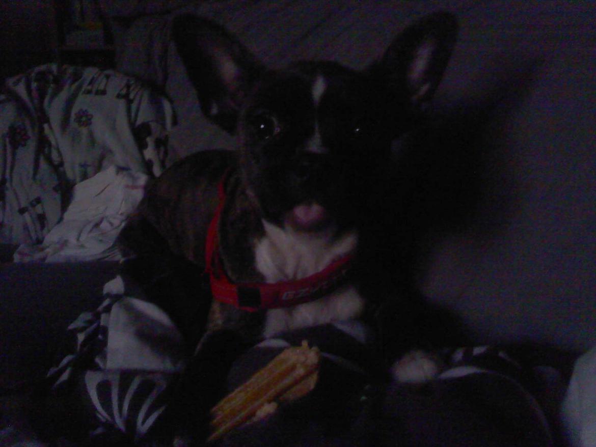 Blanding af racer Gertrud - fræk lille hund billede 5