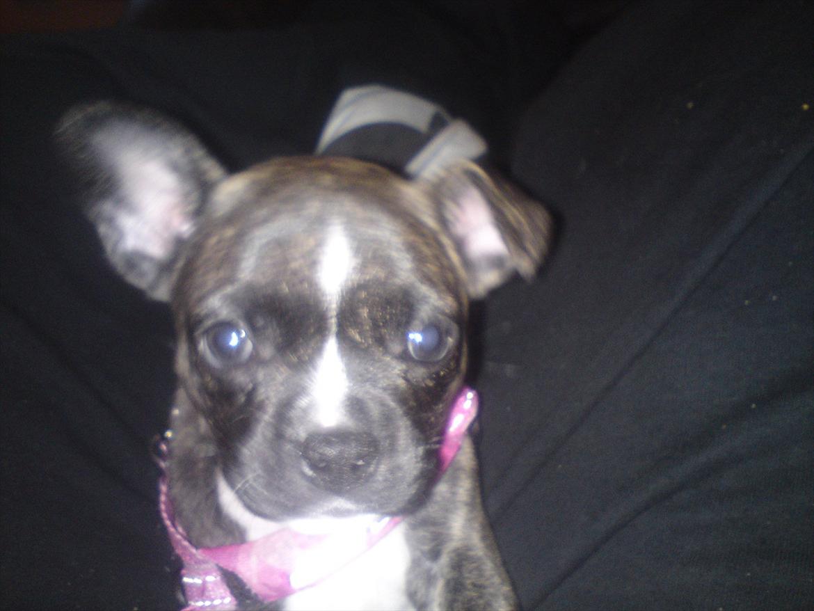 Blanding af racer Gertrud billede 7