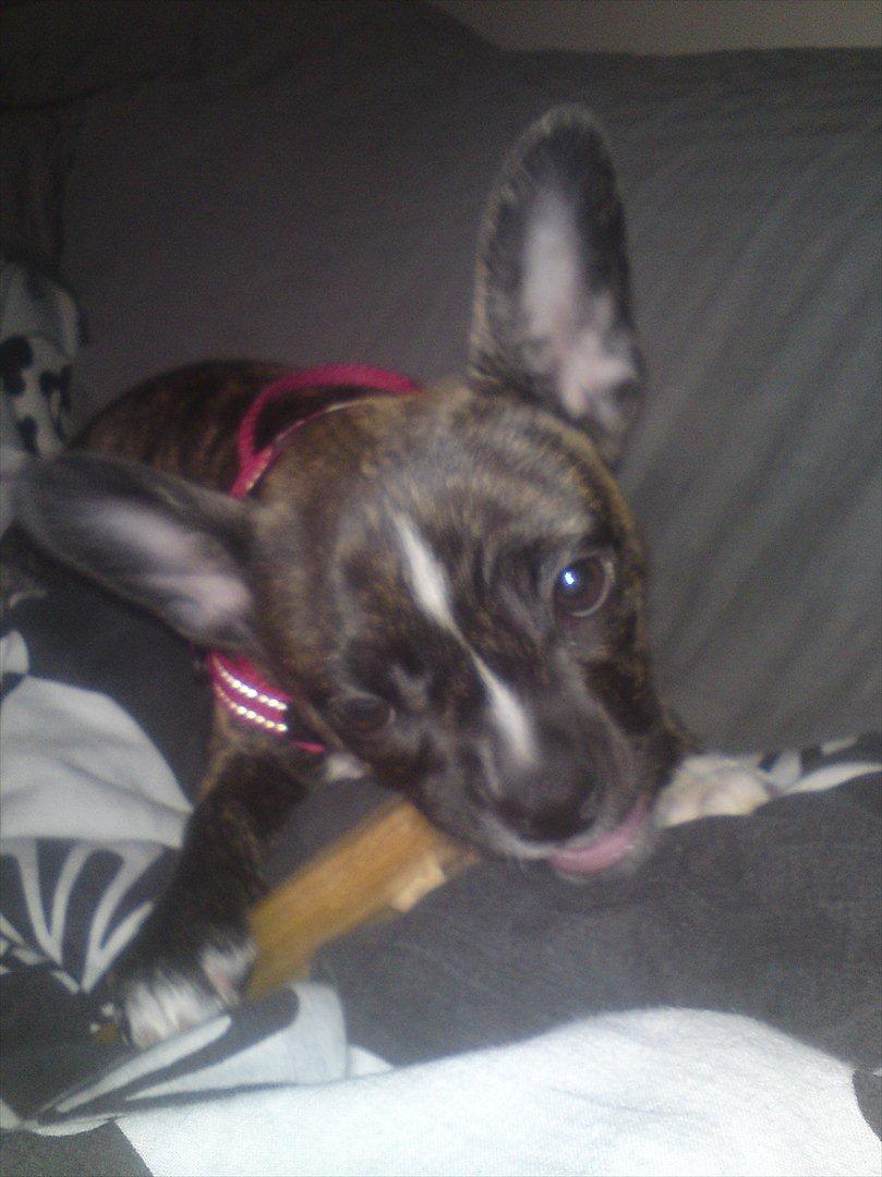 Blanding af racer Gertrud billede 4