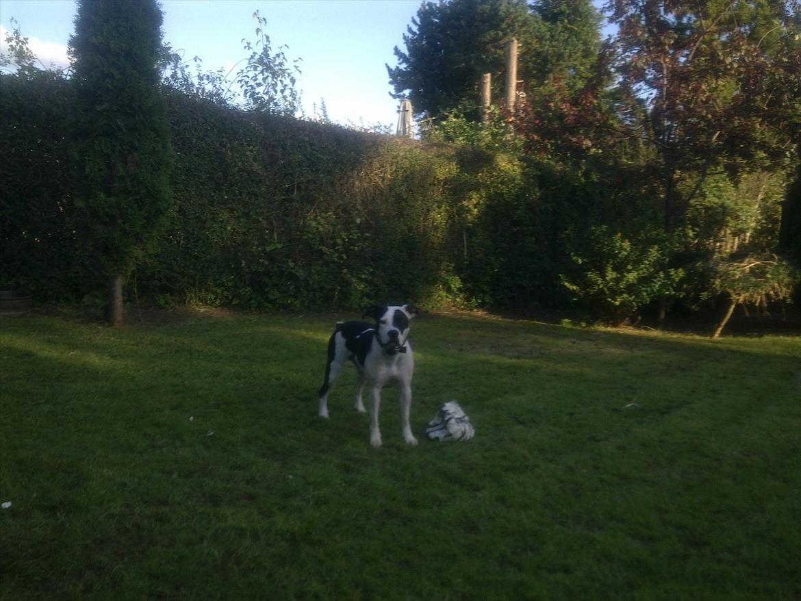 Amerikansk staffordshire terrier Calli RIP billede 14