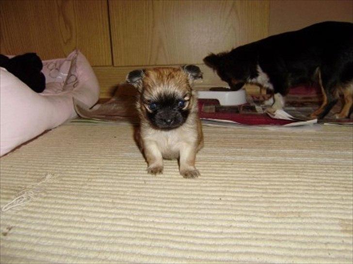 Chihuahua Ida billede 13