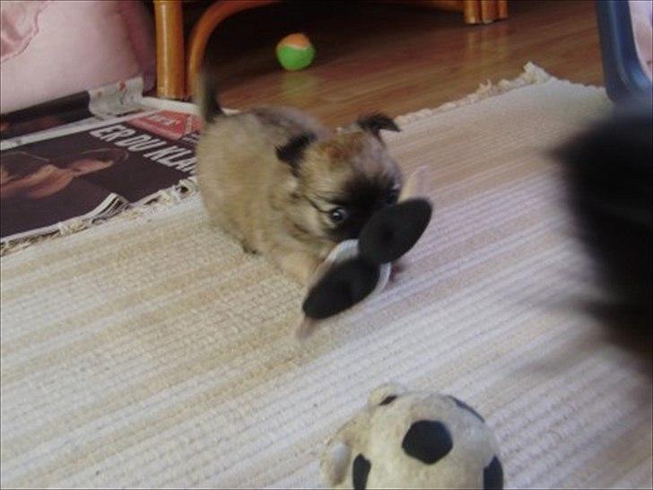 Chihuahua Ida billede 12