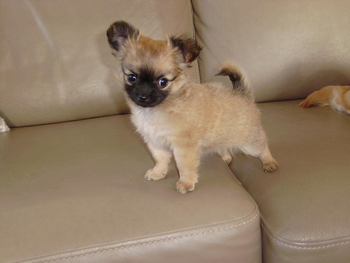 Chihuahua Ida billede 11