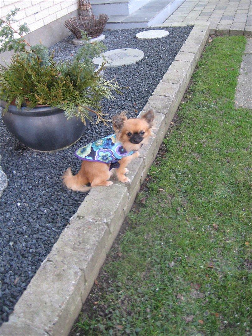 Chihuahua Ida billede 10