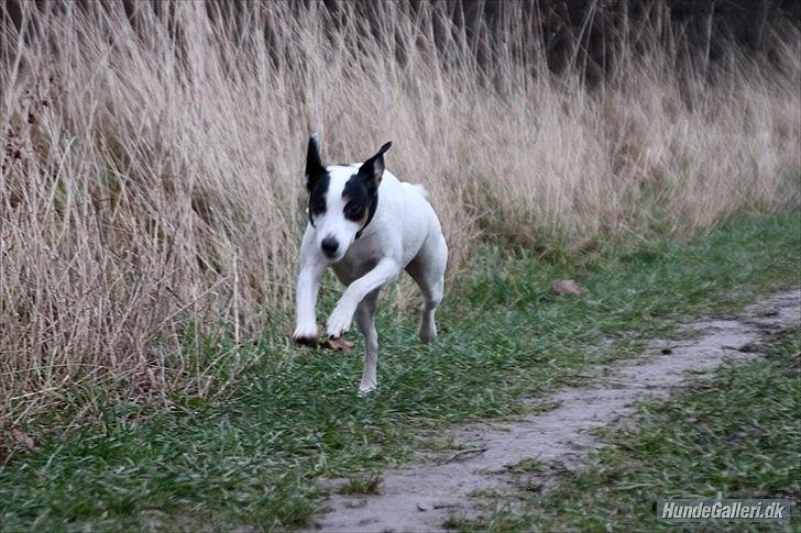 Dansk svensk gaardhund Frida billede 3