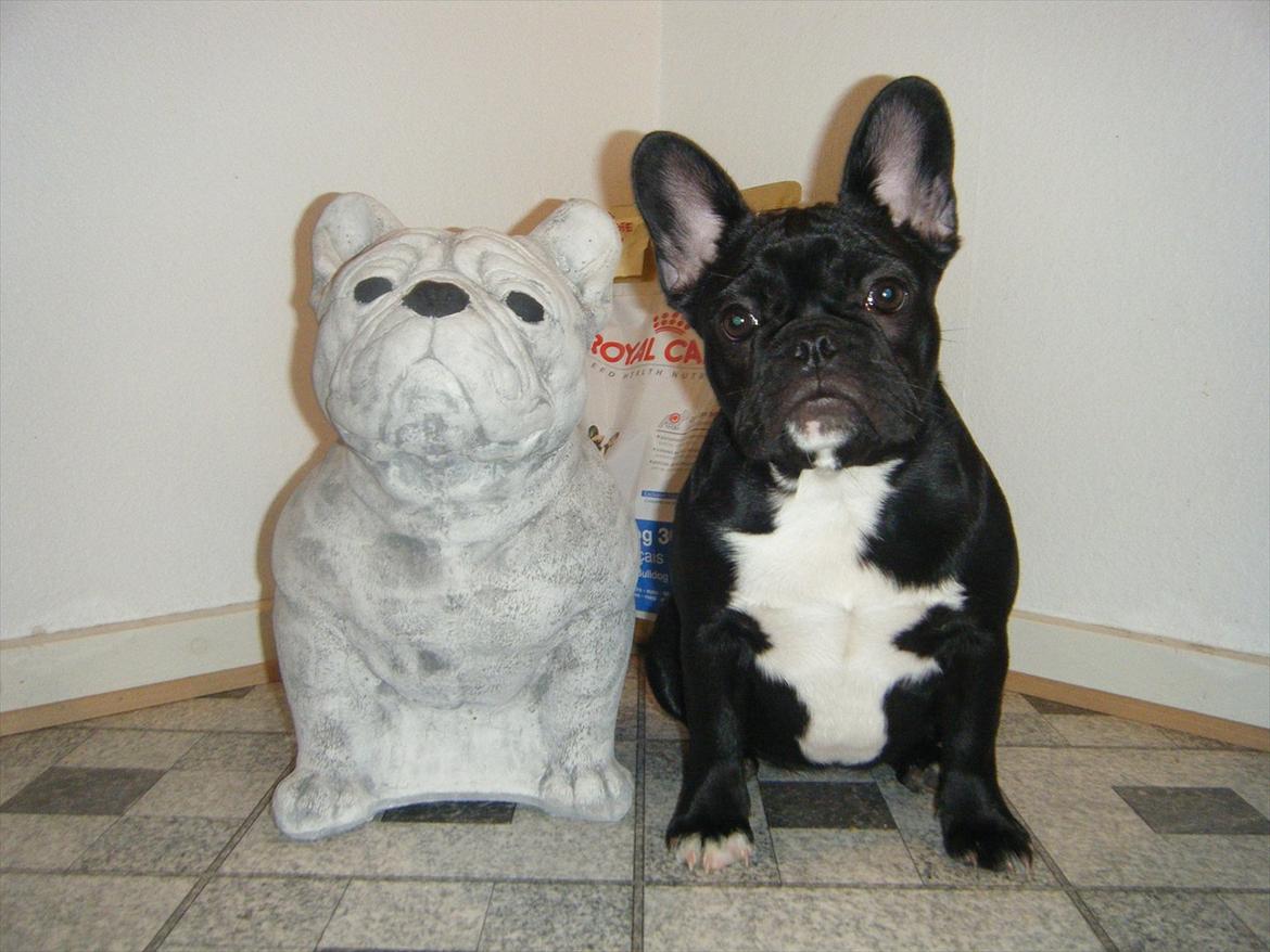 Fransk bulldog Liva billede 2