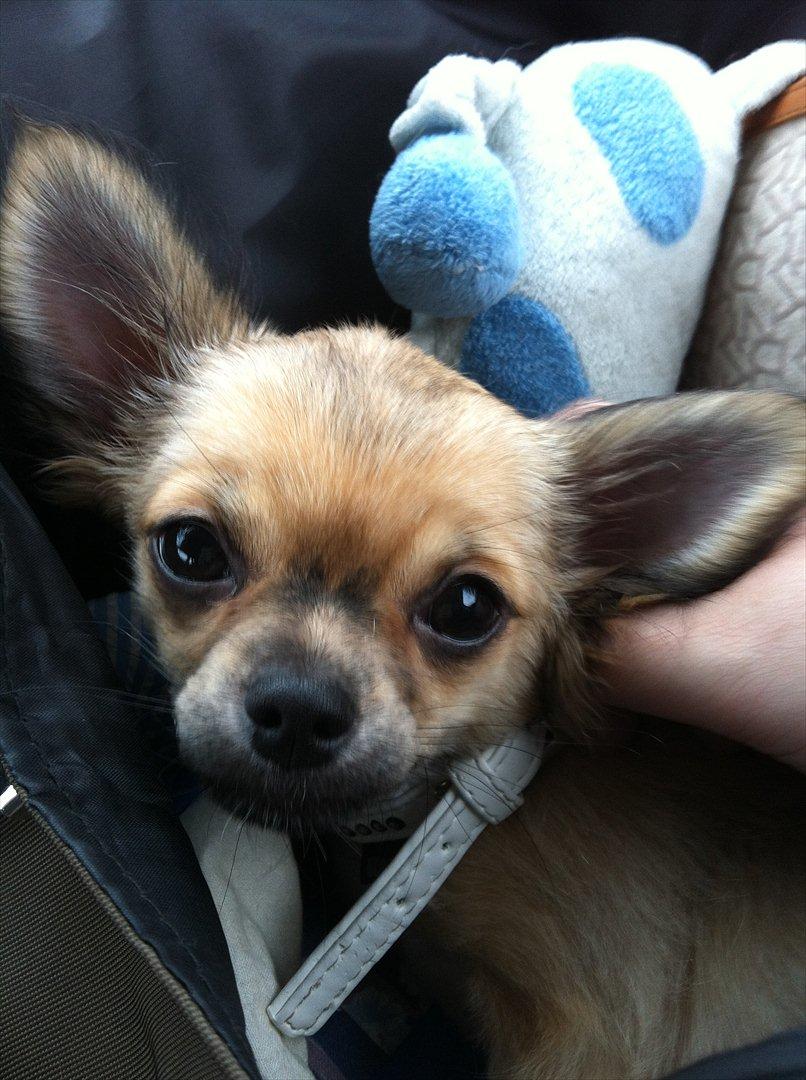 Chihuahua *Kira* billede 2