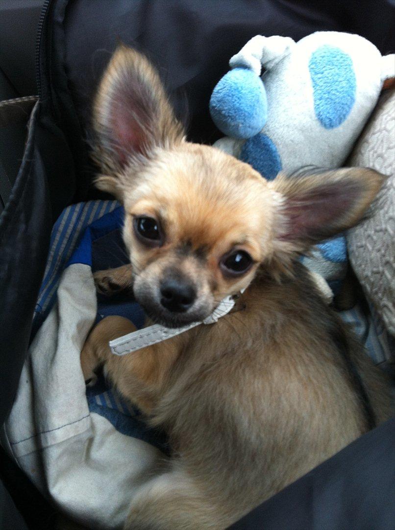 Chihuahua *Kira* billede 10