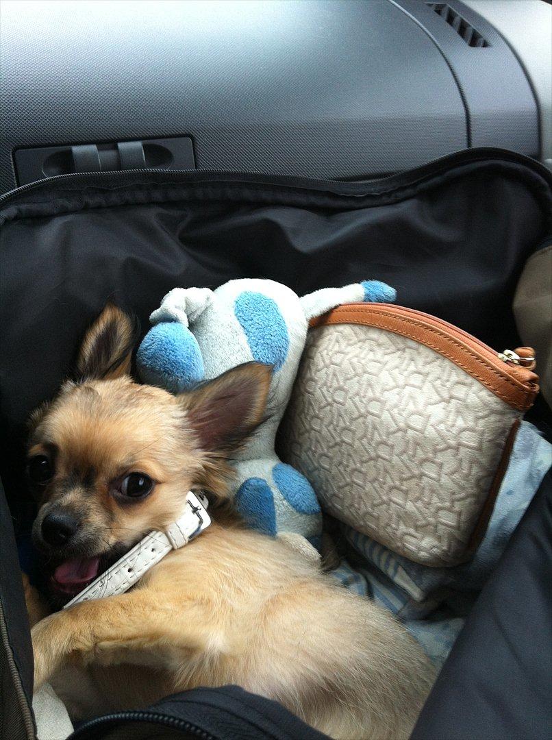 Chihuahua *Kira* billede 11